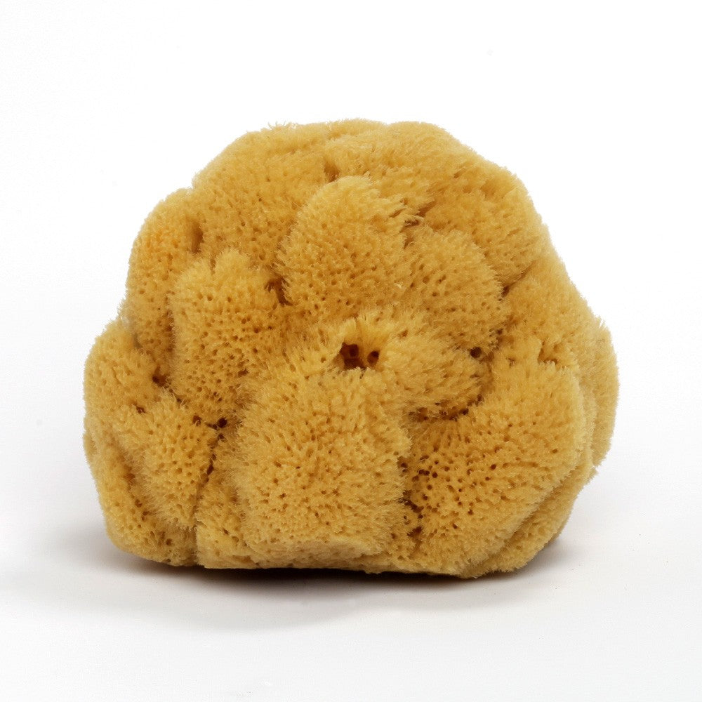 Genuine Sea Sponge